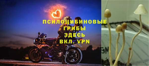 крисы Абаза