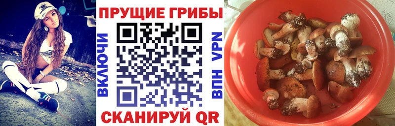 где купить наркоту  Курск  Галлюциногенные грибы GOLDEN TEACHER 